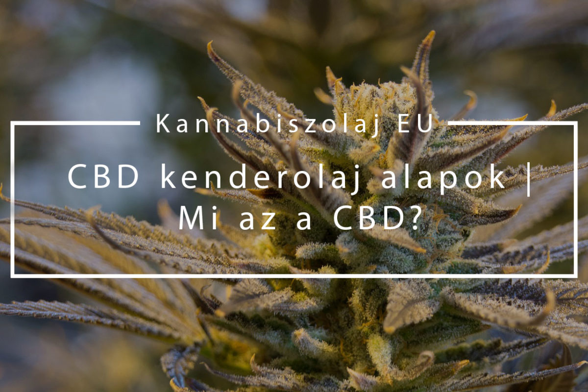 (Kannabiszolaj EU) CBD kenderolaj alapok - Mi az a CBD