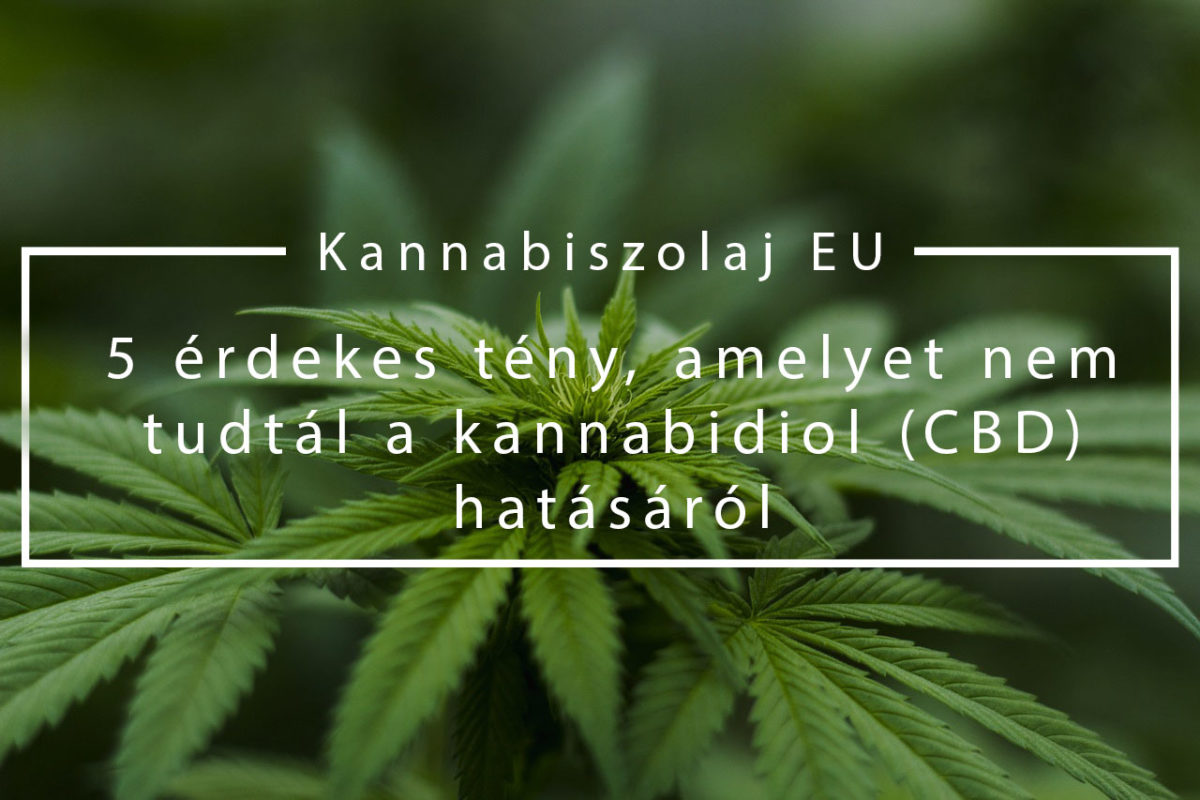 (Kannabiszolaj EU) 5 érdekes tény, amelyet nem tudtál a kannabidiol (CBD) hatásáról